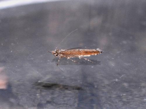 Lyonetia clerkella